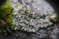 Phaeophyscia orbicularis
