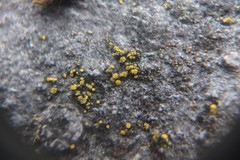 Candelariella aurella