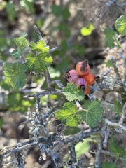 Ribes tortuosum