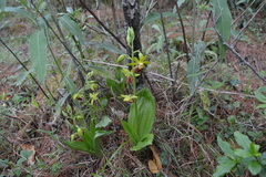 Calanthe tricarinata