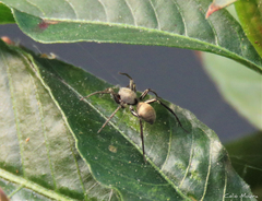 Myrmecotypus niger