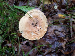 Leucopaxillus tricolor