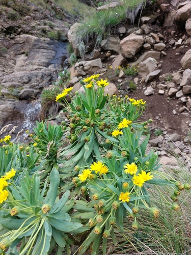 Image of Euryops evansii by (c) Manuel R Popp, some rights reserved (CC BY)