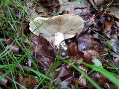 Leucopaxillus tricolor