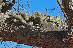 Trichocereus huascha