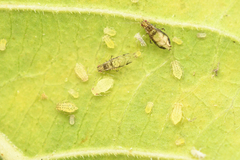 Sarucallis kahawaluokalani