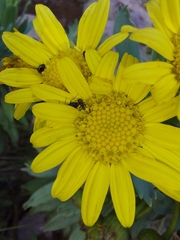 Euryops evansii