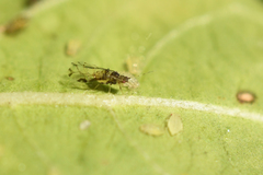 Sarucallis kahawaluokalani