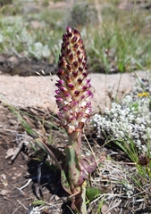Disa fragrans