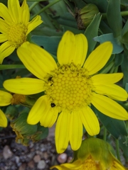 Euryops evansii