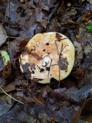 Leucopaxillus tricolor
