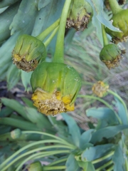 Euryops evansii