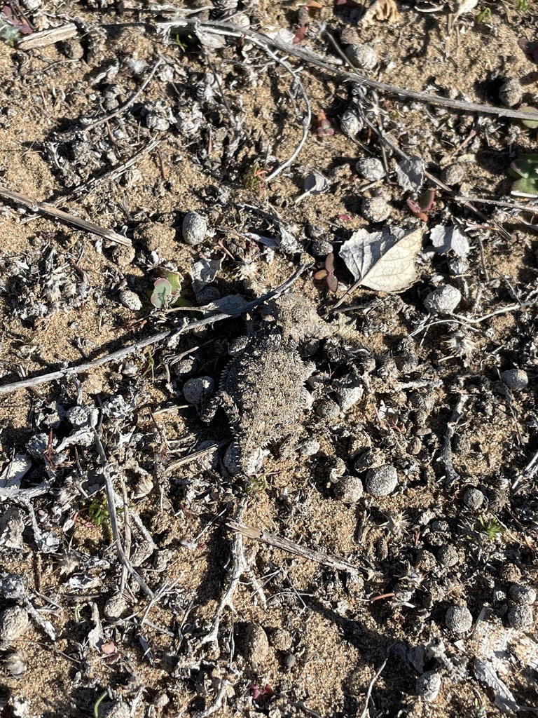 Cedros Island Horned Lizard