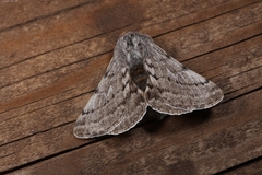 Lycia florentina