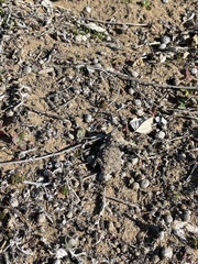 Phrynosoma cerroense