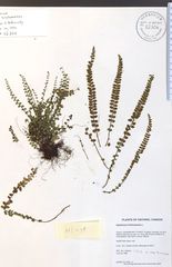 Asplenium trichomanes trichomanes