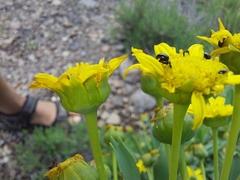 Euryops evansii
