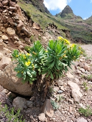 Euryops evansii
