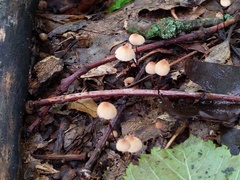 Marasmius bellipes