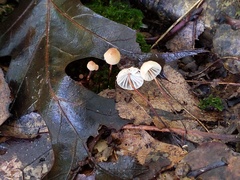 Marasmius bellipes