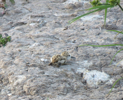 Himantopus mexicanus