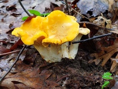 Cantharellus phasmatis