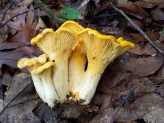 Cantharellus phasmatis
