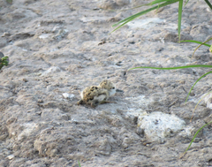 Himantopus mexicanus