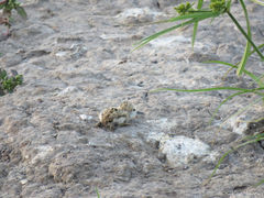 Himantopus mexicanus