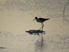 Himantopus mexicanus