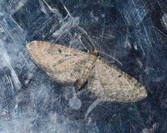 Eupithecia intricata