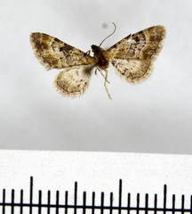 Eupithecia mirificata