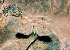 Eupithecia pimpinellata