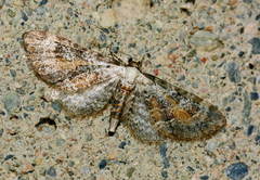 Eupithecia rubellata