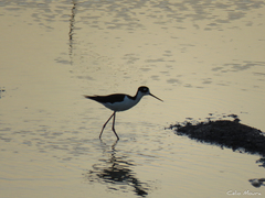 Himantopus mexicanus