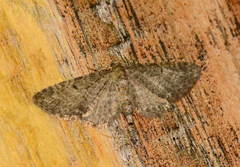 Eupithecia satyrata