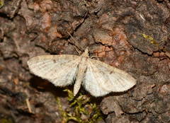Eupithecia selinata