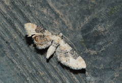 Eupithecia subpulchrata