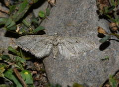 Eupithecia vicariata