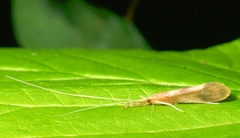 Triaenodes marginatus