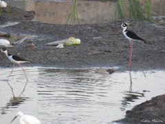 Himantopus mexicanus