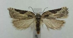 Acleris subnivana