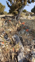 Epilobium canum garrettii