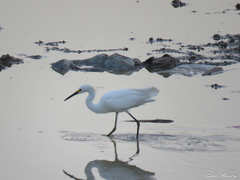 Egretta thula