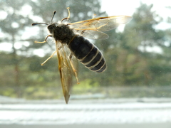 Pseudoclavellaria amerinae