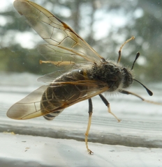 Pseudoclavellaria amerinae