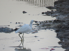 Egretta thula