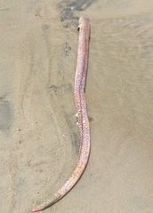 Echiophis brunneus