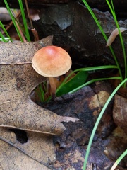 Collybiopsis subnuda