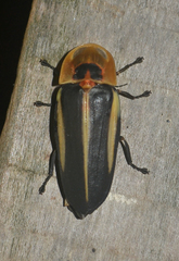 Cratomorphus diaphanus